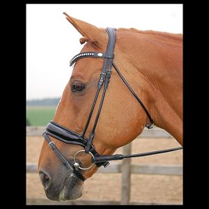 Bridle